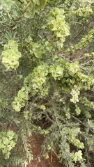 Atriplex