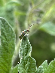 Diabrotica speciosa