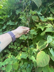 Daktulosphaira vitifoliae