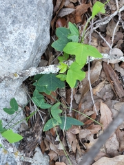 Passiflora tenuiloba