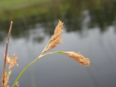 Schoenoplectus acutus