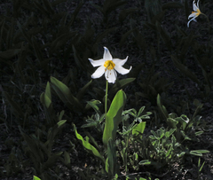 Erythronium montanum
