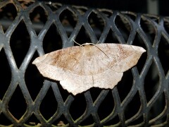 Eutrapela clemataria
