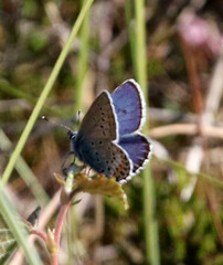 Plebejus idas