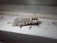 Zeuzera multistrigata