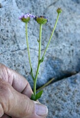Erigeron glacialis