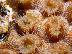 Periclimenes rathbunae