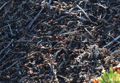 Formica integra