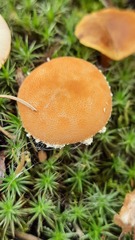 Cystoderma