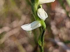 Spiranthes magnicamporum