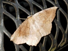 Eutrapela clemataria