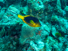 Hypoplectrus guttavarius