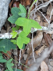 Passiflora tenuiloba