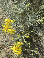 Senecio flaccidus
