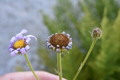 Erigeron glacialis