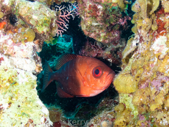 Heteropriacanthus cruentatus