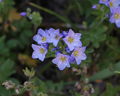Polemonium californicum