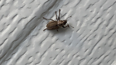Naupactus