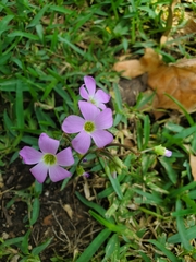 Oxalis drummondii