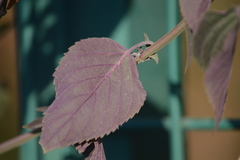 Salvia polystachia