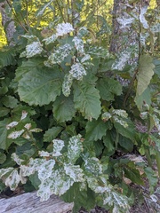 Erysiphaceae