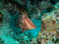 Lachnolaimus maximus