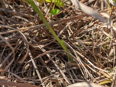 Spiranthes magnicamporum
