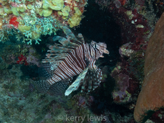 Pterois volitans