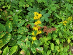 Solidago macrophylla