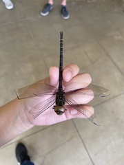 Coryphaeschna ingens