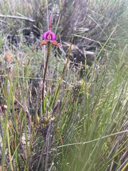 Disperis capensis