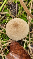 Lycoperdon perlatum