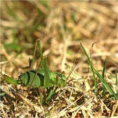 Leptophyes punctatissima
