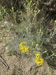 Senecio flaccidus