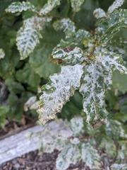 Erysiphaceae