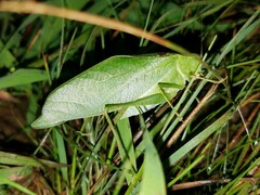 Microcentrum retinerve