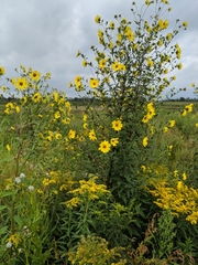 Helianthus giganteus