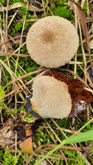 Lycoperdon perlatum