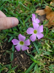 Oxalis drummondii