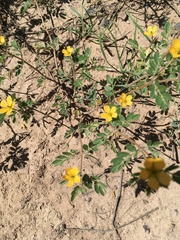 Kallstroemia parviflora
