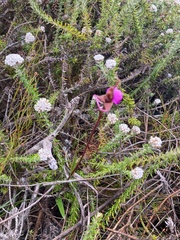 Disperis capensis
