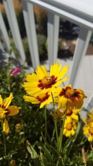 Anthophila