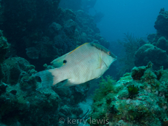 Lachnolaimus maximus