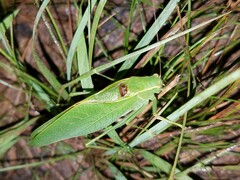 Microcentrum retinerve