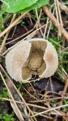 Lycoperdon perlatum