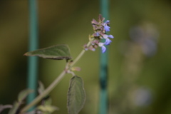 Salvia polystachia