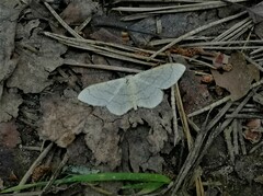 Idaea aversata