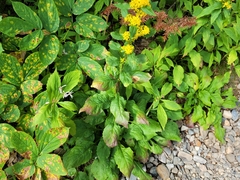 Solidago macrophylla
