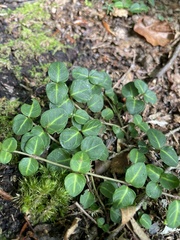 Mitchella repens