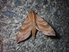 Ampelophaga rubiginosa